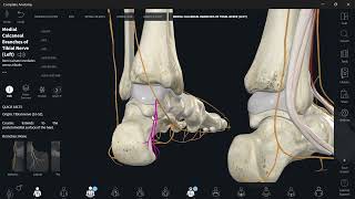 Lumbosacral plexus 9 Sciatic nerve part3 tibial nerve branches legشرح [upl. by Bandeen838]