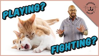 Are My Cats Playing or Fighting  Cat Playing vs Cat Aggression [upl. by Tisman]