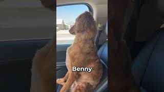 This dog gave the silent treatment until he heard his favorite word leahmstockton [upl. by Strander]