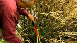 Pruning winterdamaged shrubs [upl. by Fabrianna]