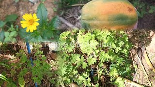 Update growth of Paneer Leaf at home garden  Series 1 [upl. by Ragas]