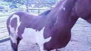 Gentling a Mustang by the Pole Method [upl. by Home]