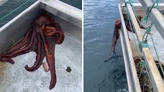 Octopus escapes boat by squeezing through tiny hole Shorts [upl. by Alemac]