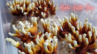 REISHI SPAWN AND SUBSTRATE TIPS Antler Style Reishi Grow [upl. by Oriana]