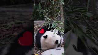 1213谁家的小猫耳朵是爱心形状的啊？ panda cute 花花 熊猫 [upl. by Mcgray]