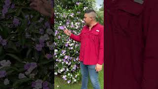 Brunfelsia pauciflora Esta especie es un arbusto que alcanza un tamaño de hasta 24 metros de alto [upl. by Snook]