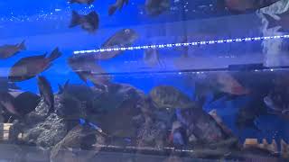 Tropheus WF Farm Tanganyika cichlid [upl. by Berget36]