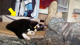 Stray Cat Rushes Under Feet Of a Heartbroken Soldier And Saves Him From Suicide [upl. by Nnayelsel]