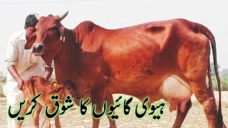 Heavey Sahiwal Cow for sale in pakistan punjab [upl. by Dirtsa]