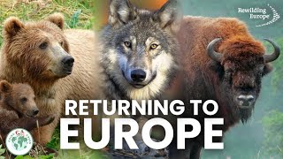 What Is Rewilding  Rewilding Europe [upl. by Leirrad]