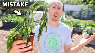 You’re Killing Your Tomatoes if You Do This 5 MISTAKES You Can’t Afford to Make Growing Tomatoes [upl. by Ecidnak]