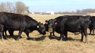 BF Cattle Co Balancer Cows [upl. by Pravit50]