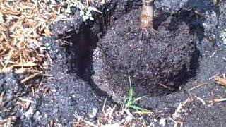 How to plant a Mango Tree in the ground [upl. by Donni]