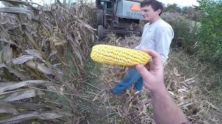 Gleaner K Opening a Corn Field for Ear Corn [upl. by Klemens]