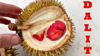 Dalit Jungle Durian Review Durio Graveolens  Weird Fruit Explorer Ep 160 [upl. by Assila]