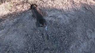 Κυνήγι ορτυκιού με Kurzhaar quot Ρία quot 10092023 Hunting quail with Kurzhaar quot Ria quot [upl. by Elenaj754]