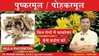 पुष्करमूल के फायदे और नुकसान  Inula racemosa  Dr Prateek Agrawal 479 ayurveda [upl. by Sorensen]