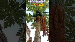 HOW TECHNIQUE OF PAPAYA PLANTSshortspapayacultivationpapitasvttrendingviral [upl. by Island979]