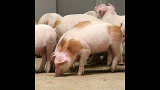 What you need to know about African Swine Fever [upl. by Esorbma]