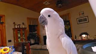 Cockatoo Doesnt Want Filmed [upl. by Mccutcheon]