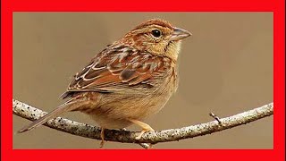 Bachmans Sparrow Song Bachmans Sparrow Call  Chingolo De Bachman Canto  Peucaea Aestivalis [upl. by Aciretahs]