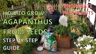 How to Grow Agapanthus from SEEDS  FREE PLANTS  EASY PROPAGATION [upl. by Nnaerb166]