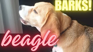 Cute Beagle Barks Loudly [upl. by Edva]