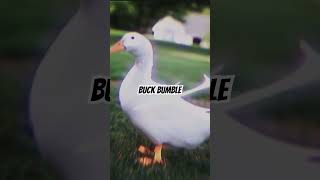 Spam the comments with BUCK BUMBLE [upl. by Barayon]