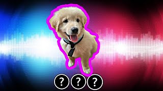 🎧🐶15 dog quotwoofquot sound variations in 60 seconds [upl. by Eltsyrc]