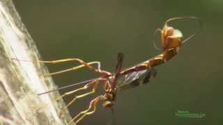 Giant Ichneumon Wasp Megaryhssa macrurus Ovipositing [upl. by Korella]