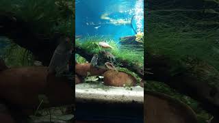 update corydoras breeding The bronze egg theif [upl. by Ylaek]