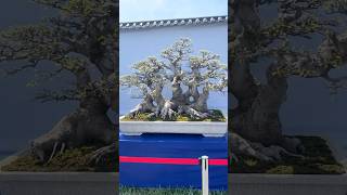 Beautiful Bonsai Works🌳🌲💥514shorts shortsvideo beautifulbonsai art khuebonsai🥰❤️ [upl. by Apicella]