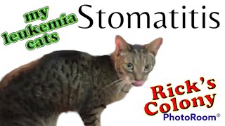 Signs of Stomatitis in Cats [upl. by Lundin]