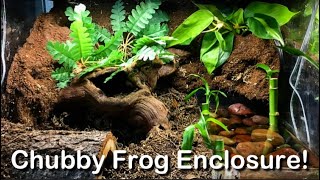 Bioactive Enclosure Tour  Chubby Frog [upl. by Netram]