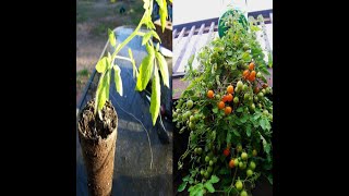 Cómo sembrar tomate colgado en botellas de plástico [upl. by Seleta]