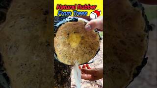 Natural Rubber Extraction From Trees😳🌴rubber trees nature entertainment ytshorts shorts [upl. by Mahoney]