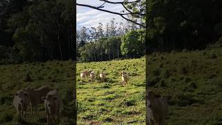 Flaxton The Blackall Range Sunshine Coast Hinterland Queensland Australia 🐓🌺🇦🇺 [upl. by Rednasela]