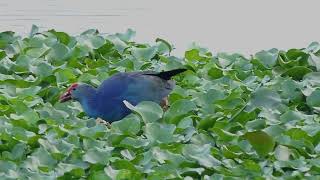 Grey headed Swamphen [upl. by Lavud]