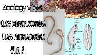 phylum mollusca class monoplacophora class Polyplacophora lec 2 bsc 1st yr [upl. by Allemac]