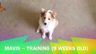 Mavis  Sheltie Puppy Training 9 weeks old [upl. by Sami]