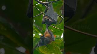 Nipah Virus 🦠 Outbreak 😱 😷 😱 Everything You Need To Know nipahvirus kerala [upl. by Eulau12]