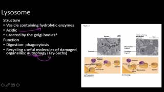 cell strucure and function for human physiology [upl. by Yelyr843]