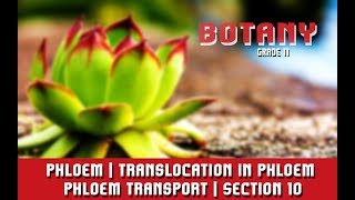 Transport In Plants  Phloem  Translocation in Phloem  Phloem Transport  Section 10 [upl. by Loise]