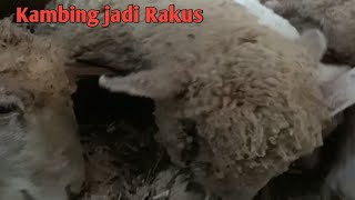 Cara mengasih Silase tebon Jagung biar Kambing mau makan [upl. by Suckow524]