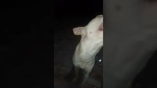 dog dj songs 2020  remix funny dj songs 🤣  deejay hemant raj  dog remix only for entertainment [upl. by Bottali]