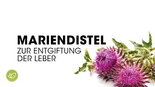 Mariendistel zur Entgiftung der Leber [upl. by Kally]