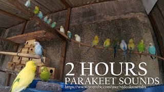 2 HOUR PARAKEET CHIRPING  BUDGIES SOUNDS  JULY152019 [upl. by Dinse893]