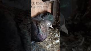 Kabutar video  jaak kabutar shorts ytshots youtube pigeon viral videos [upl. by Ttirrem311]