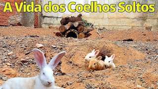 Os Coelhos Gigantes Soltos no Quintal [upl. by Ydnat62]