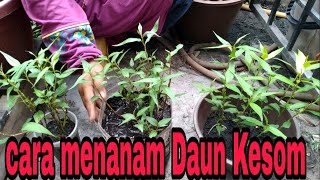 cara menanam Daun Kesom [upl. by Leviralc]